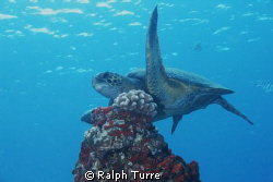 Small turtle hovering over coral. by Ralph Turre 